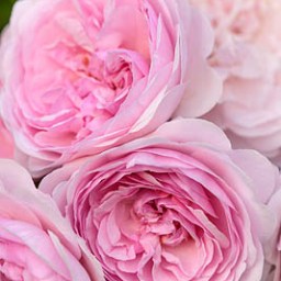 For the love of escape