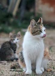 Feral cat family & other December struggles